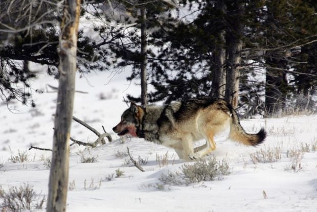 Loup gris du nord-ouest